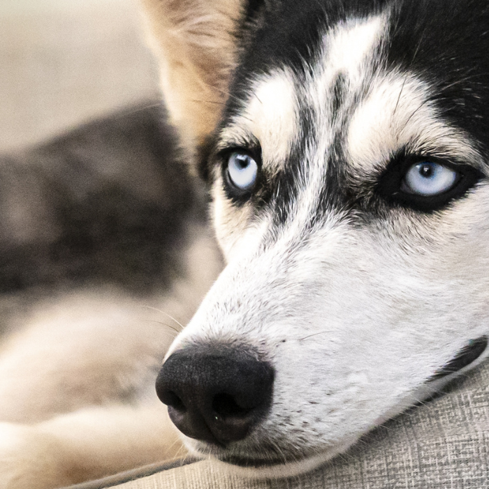 Orthopedisch kussen: de beste keuze voor jouw hond