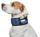 Dog wearing Aqua Coolkeeper Halsband in Pacific Blue